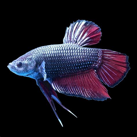 How Much Are Betta Fish At Petco .